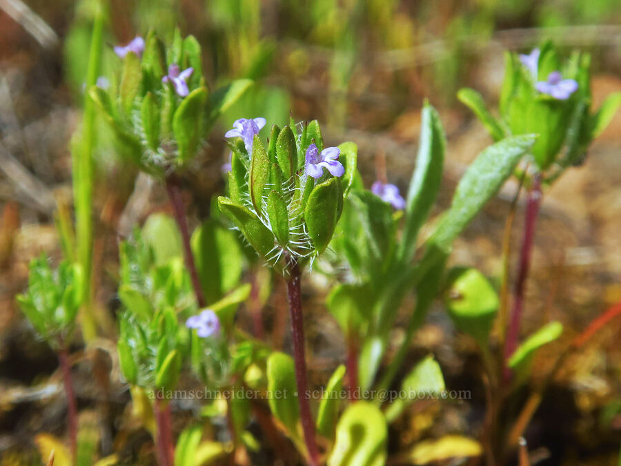 Sacramento mesa-mint (Pogogyne zizyphoroides) [Wildcat Road, Tehama County, California]
