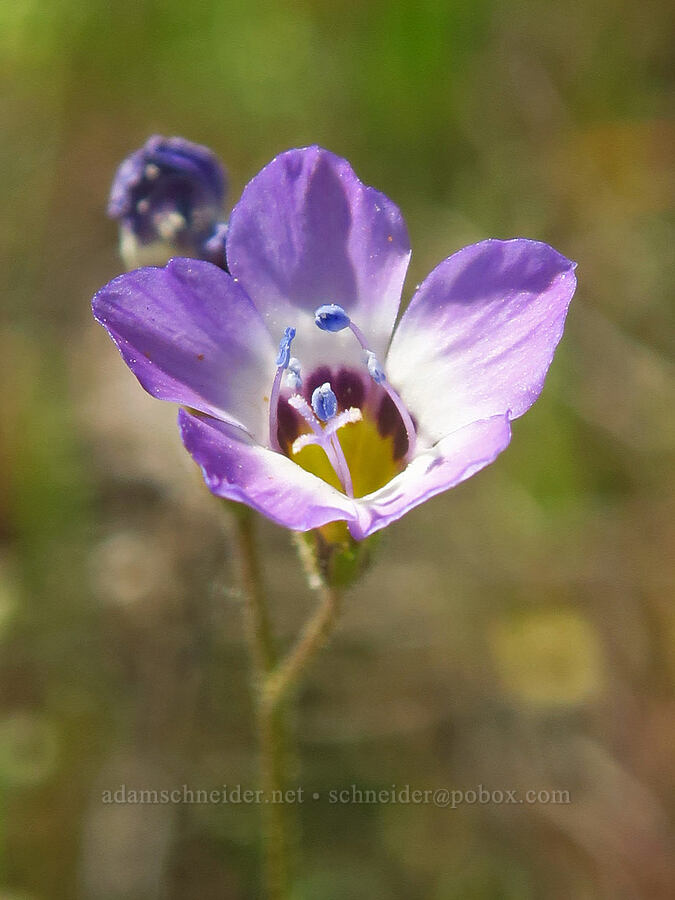 bird's-eye gilia (Gilia tricolor) [Wildcat Road, Tehama County, California]