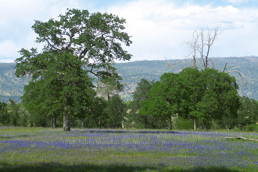 miniature lupines & oak trees (Lupinus bicolor (Lupinus micranthus var. bicolor), Quercus sp.) [Plum Creek Road, Tehama County, California]