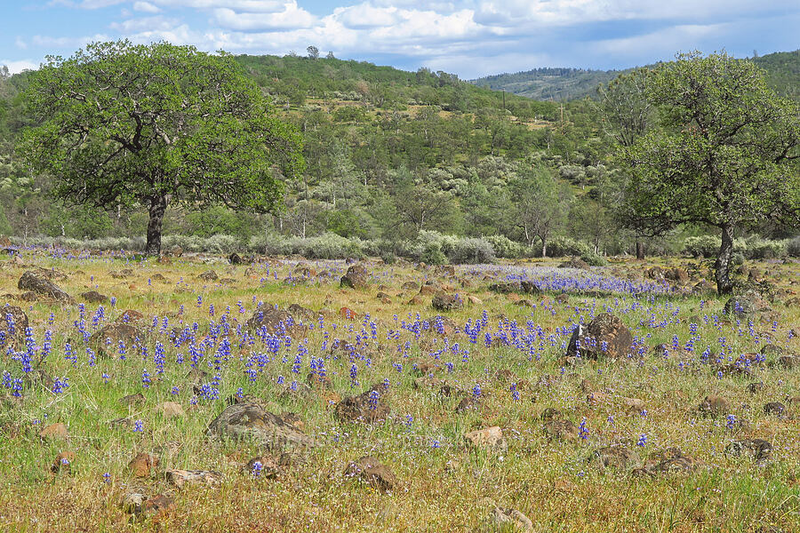 miniature lupines & oak trees (Lupinus bicolor (Lupinus micranthus var. bicolor), Quercus sp.) [Plum Creek Road, Tehama County, California]
