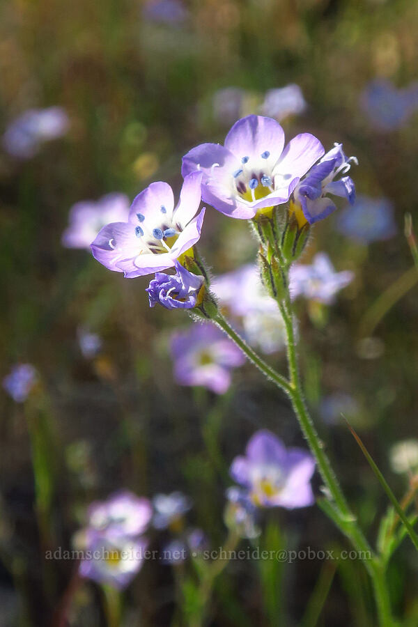 bird's-eye gilia (Gilia tricolor) [Plum Creek Road, Tehama County, California]