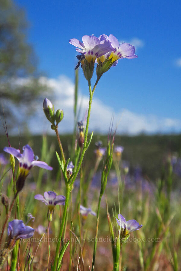 bird's-eye gilia (Gilia tricolor) [Plum Creek Road, Tehama County, California]