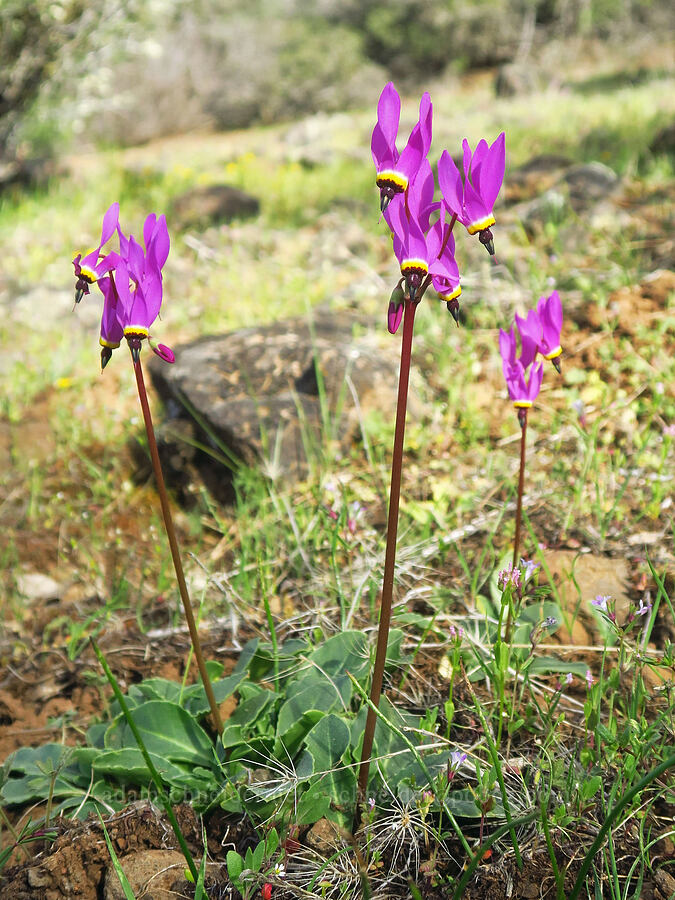 Henderson's shooting stars (Dodecatheon hendersonii (Primula hendersonii)) [High Trestle Road, Lassen National Forest, Tehama County, California]