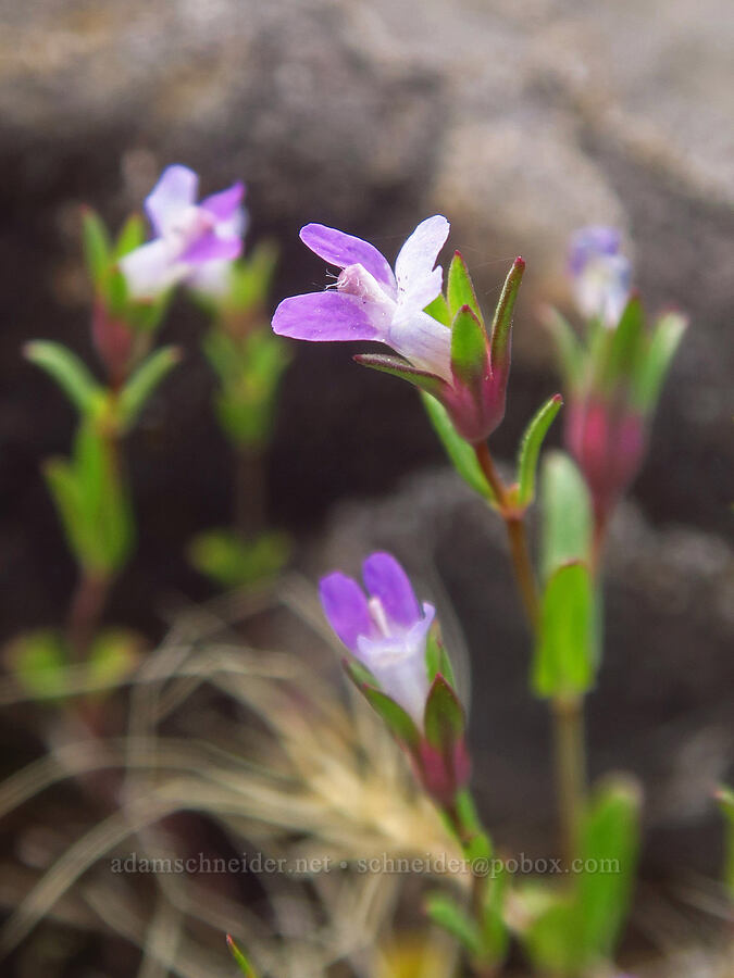 few-flowered blue-eyed-mary (Collinsia sparsiflora var. collina) [High Trestle Road, Lassen National Forest, Tehama County, California]