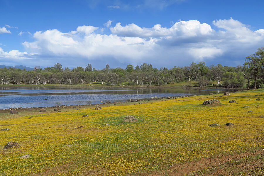 California goldfields & Finley Lake (Lasthenia californica) [Hogsback Road, Lassen National Forest, Tehama County, California]