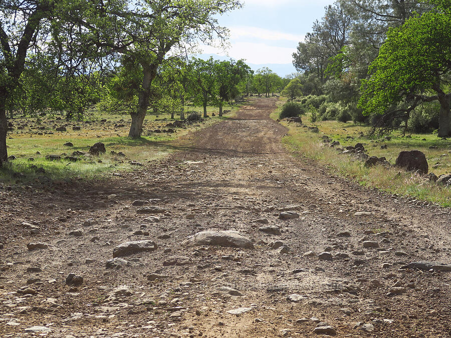 bad road [Hogsback Road, Tehama Wildlife Area, Tehama County, California]