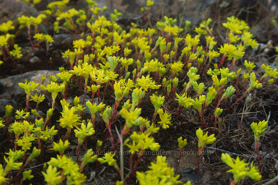 Sierra mock stonecrop (Sedella pumila (Parvisedum pumilum)) [Hogsback Road, Tehama County, California]