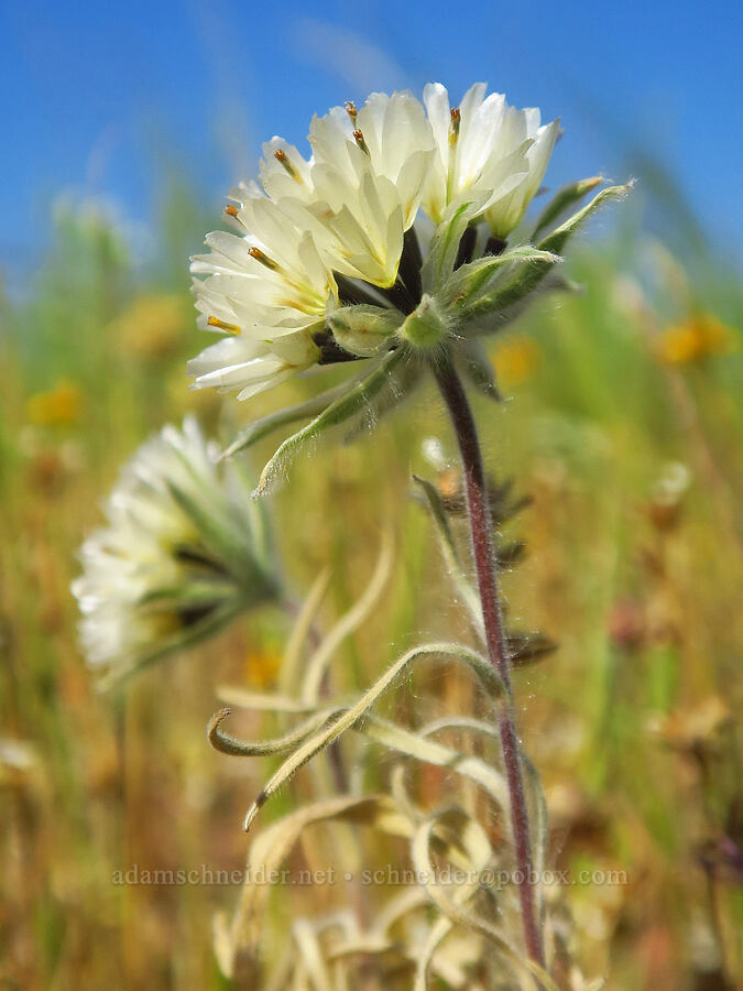 blow-wives (Achyrachaena mollis) [Dales Lake Ecological Reserve, Tehama County, California]
