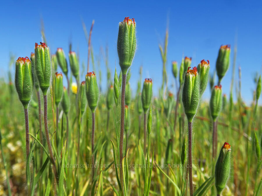 blow-wives, flowering (Achyrachaena mollis) [Dales Lake Ecological Reserve, Tehama County, California]