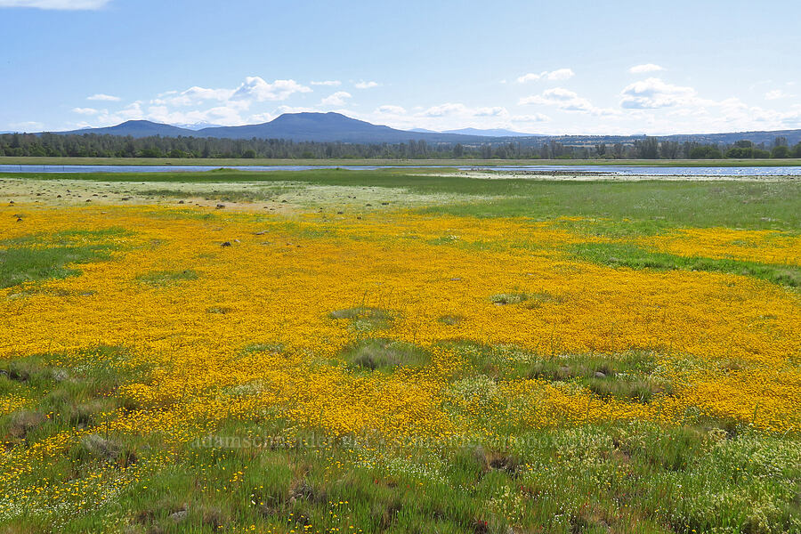 Inskip Hill, Dales Lake, goldfields (Lasthenia sp.) [Dales Lake Ecological Reserve, Tehama County, California]