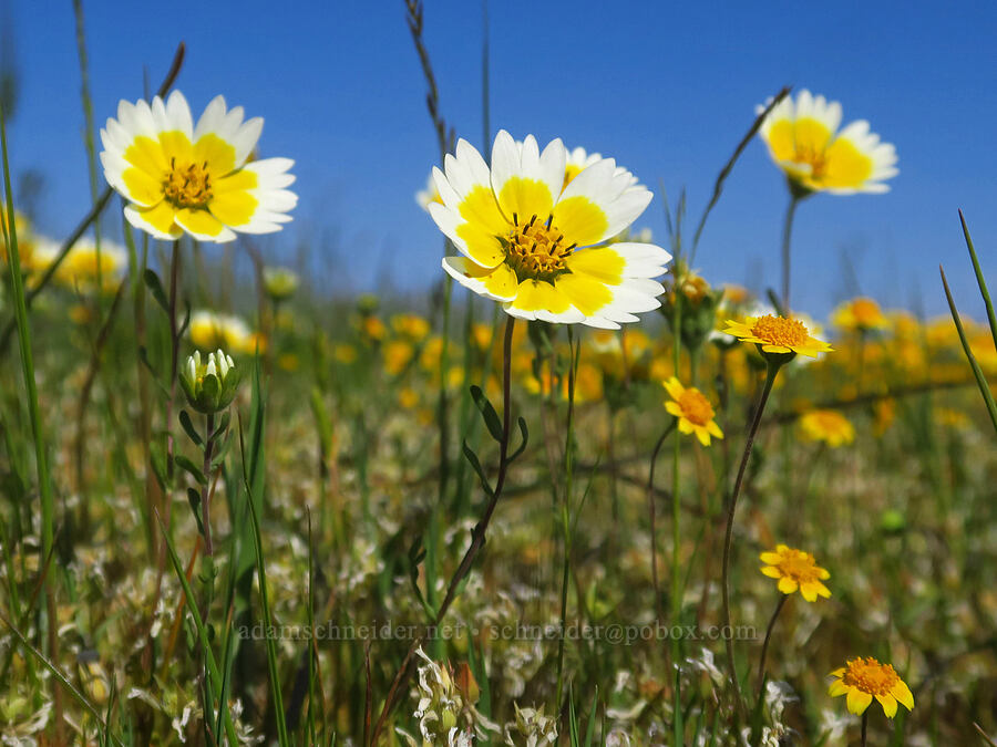 Fremont's tidy tips (Layia fremontii) [Dales Lake Ecological Reserve, Tehama County, California]