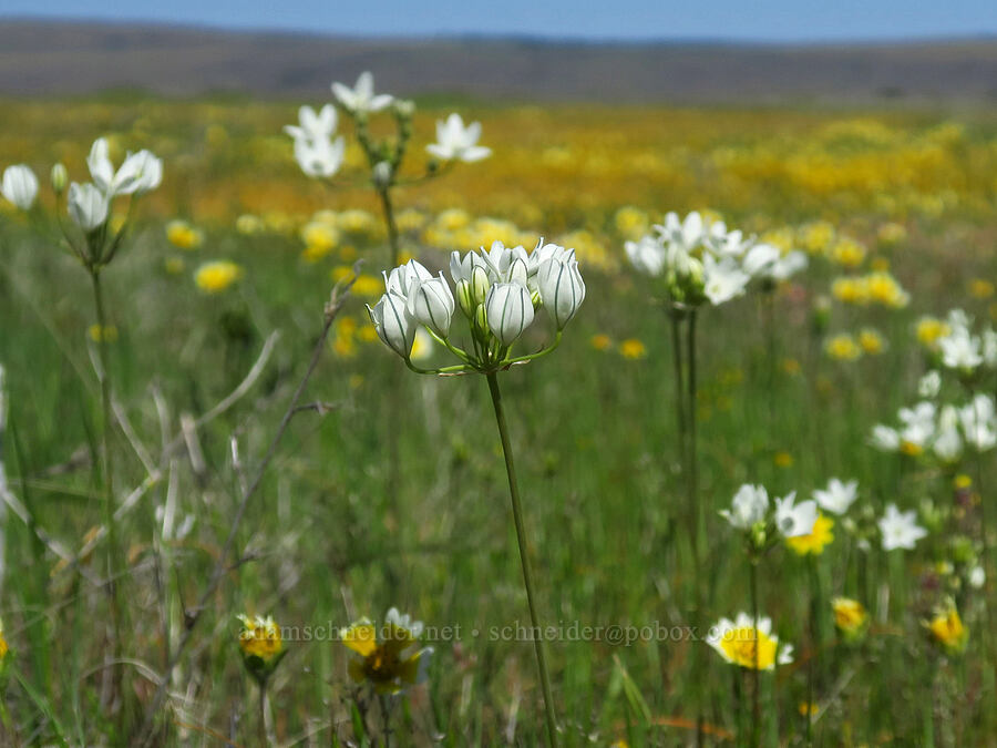 white brodiaea (wild hyacinth) (Triteleia hyacinthina (Brodiaea hyacinthina), Triteleia hyacinthina (Brodiaea hyacinthina)) [Dales Lake Ecological Reserve, Tehama County, California]