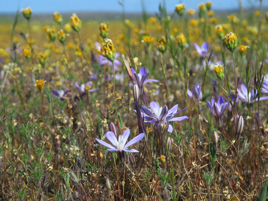 brodiaea & goldfields (Brodiaea nana, Lasthenia sp.) [Dales Lake Ecological Reserve, Tehama County, California]