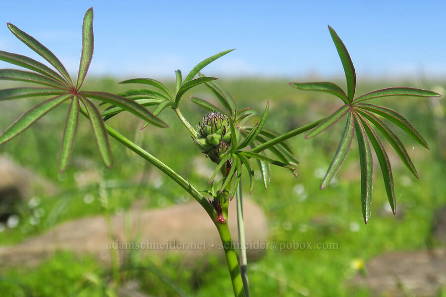 hairy checker-bloom (Sidalcea hirsuta) [Dales Lake Ecological Reserve, Tehama County, California]
