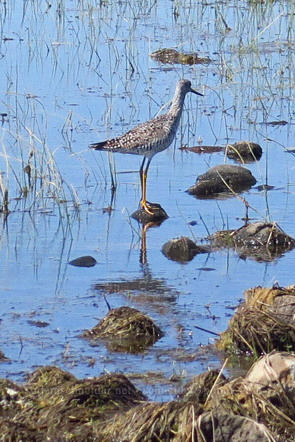 greater yellow-legs (Tringa melanoleuca) [Dales Lake Ecological Reserve, Tehama County, California]