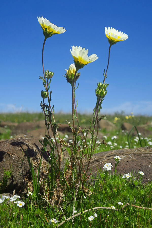 Fremont's tidy tips (Layia fremontii) [Dales Lake Ecological Reserve, Tehama County, California]