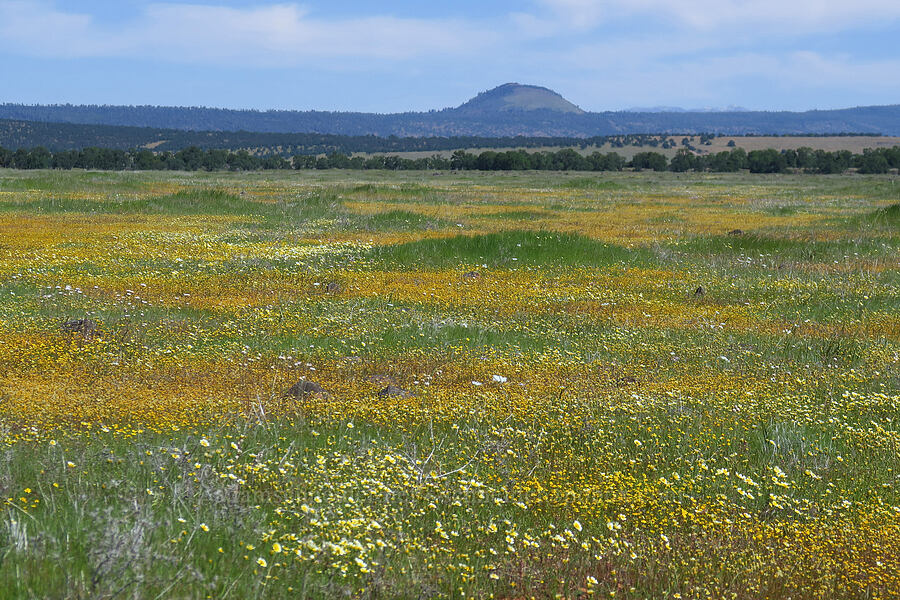 wildflowers [Dales Lake Ecological Reserve, Tehama County, California]