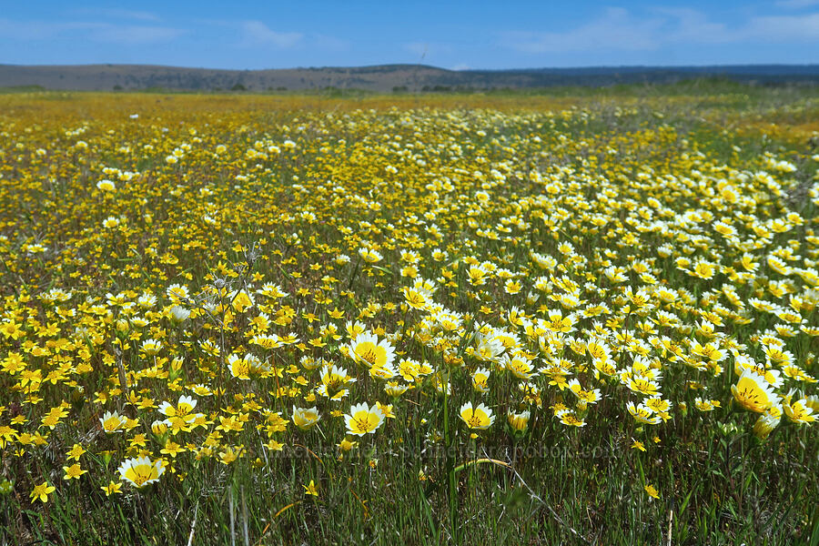 Fremont's tidy tips (Layia fremontii) [Dales Lake Ecological Reserve, Tehama County, California]