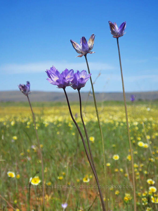 blue dicks (Dipterostemon capitatus (Dichelostemma capitatum)) [Dales Lake Ecological Reserve, Tehama County, California]