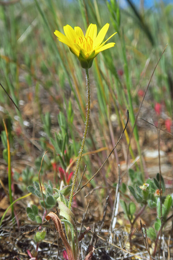 hairy hawkbit (Leontodon saxatilis) [Dales Lake Ecological Reserve, Tehama County, California]