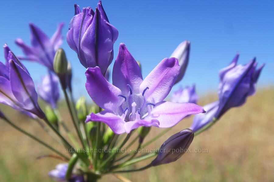 Bridges' brodiaea (Triteleia bridgesii (Brodiaea bridgesii)) [Dales Lake Ecological Reserve, Tehama County, California]