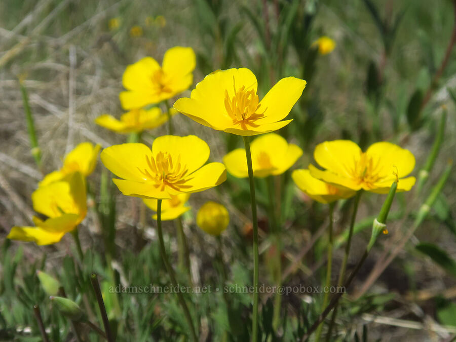 frying-pan poppies (Eschscholzia lobbii) [Dales Lake Ecological Reserve, Tehama County, California]