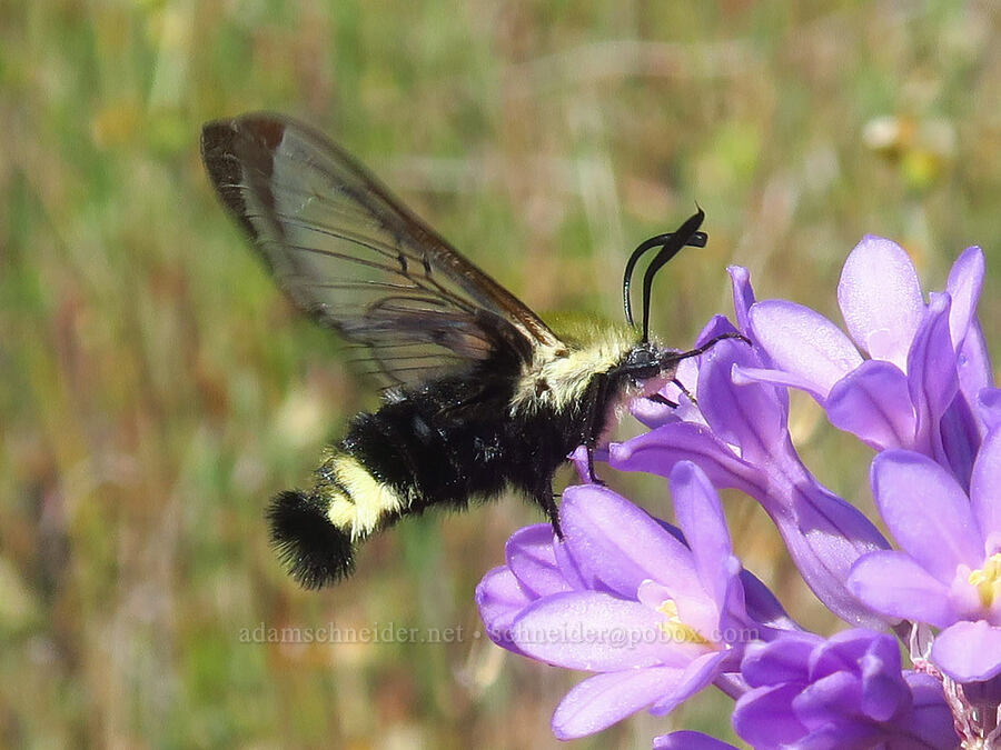 California clearwing moth & round-tooth ookow (Hemaris thetis, Dichelostemma multiflorum (Brodiaea multiflora)) [Dales Lake Ecological Reserve, Tehama County, California]