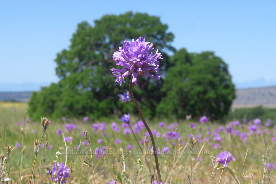 round-tooth ookow (Dichelostemma multiflorum (Brodiaea multiflora)) [Dales Lake Ecological Reserve, Tehama County, California]
