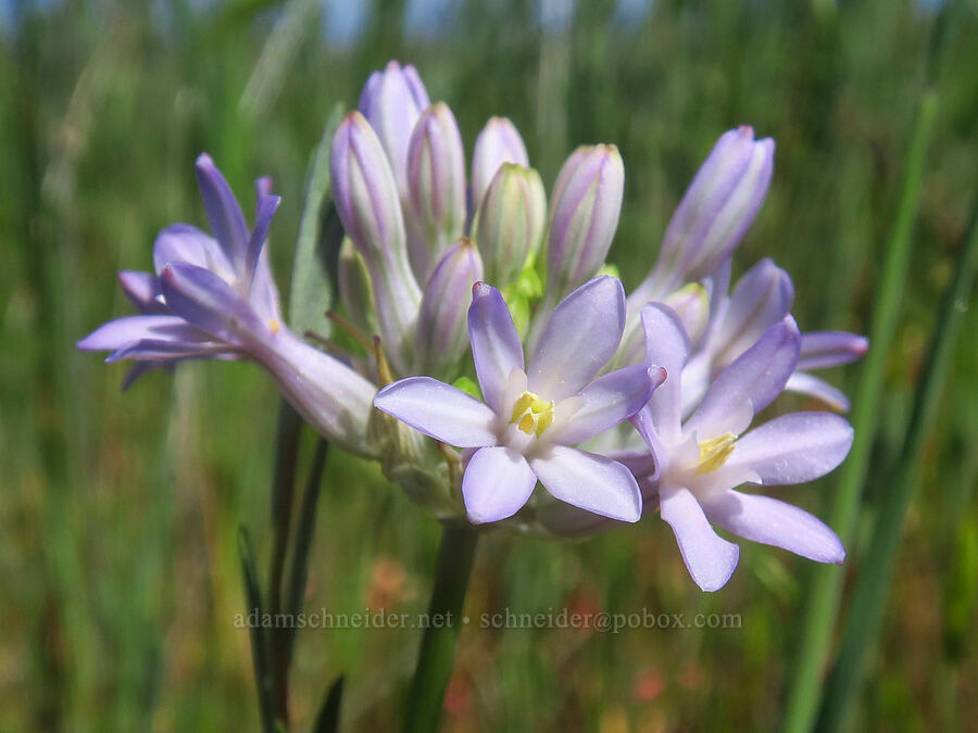 round-tooth ookow (Dichelostemma multiflorum (Brodiaea multiflora)) [Dales Lake Ecological Reserve, Tehama County, California]