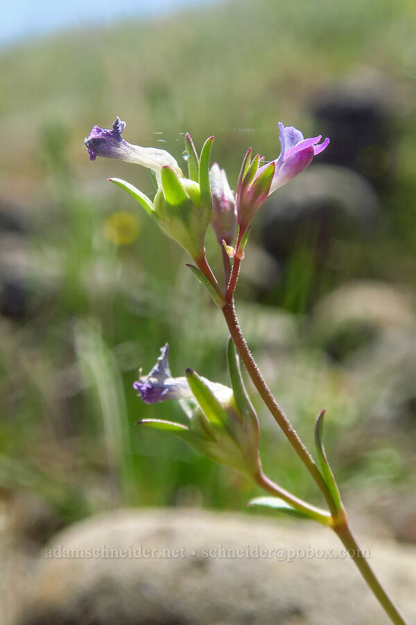 few-flowered blue-eyed-mary (hillside collinsia) (Collinsia sparsiflora var. collina) [Dales Lake Ecological Reserve, Tehama County, California]