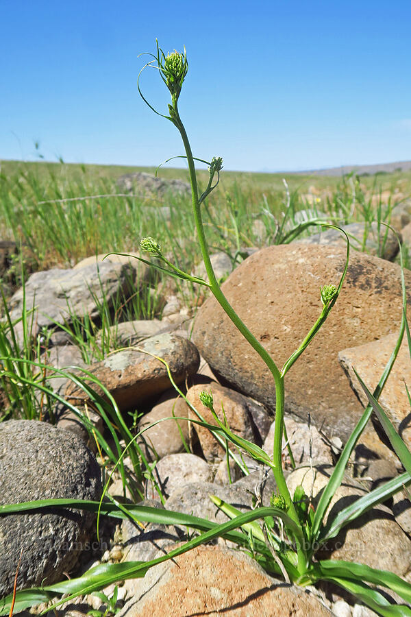 Hartweg's doll's-lily, budding (Odontostomum hartwegii) [Dales Lake Ecological Reserve, Tehama County, California]