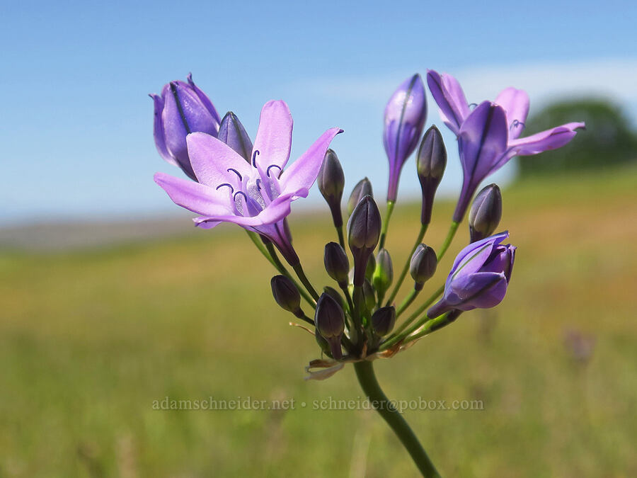 Bridges' brodiaea (Triteleia bridgesii (Brodiaea bridgesii)) [Dales Lake Ecological Reserve, Tehama County, California]