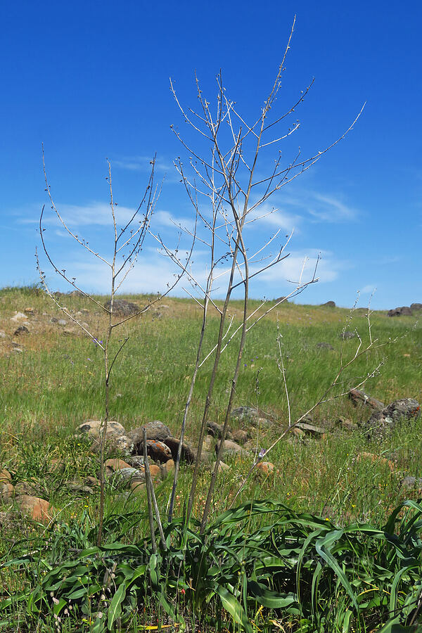 wavy-leaf soap plant (last year's flower stalks) (Chlorogalum pomeridianum) [Dales Lake Ecological Reserve, Tehama County, California]