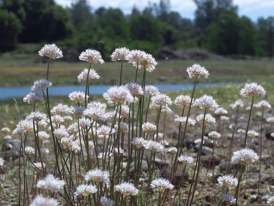narrow-leaved onions (Allium amplectens) [Dales Lake Ecological Reserve, Tehama County, California]