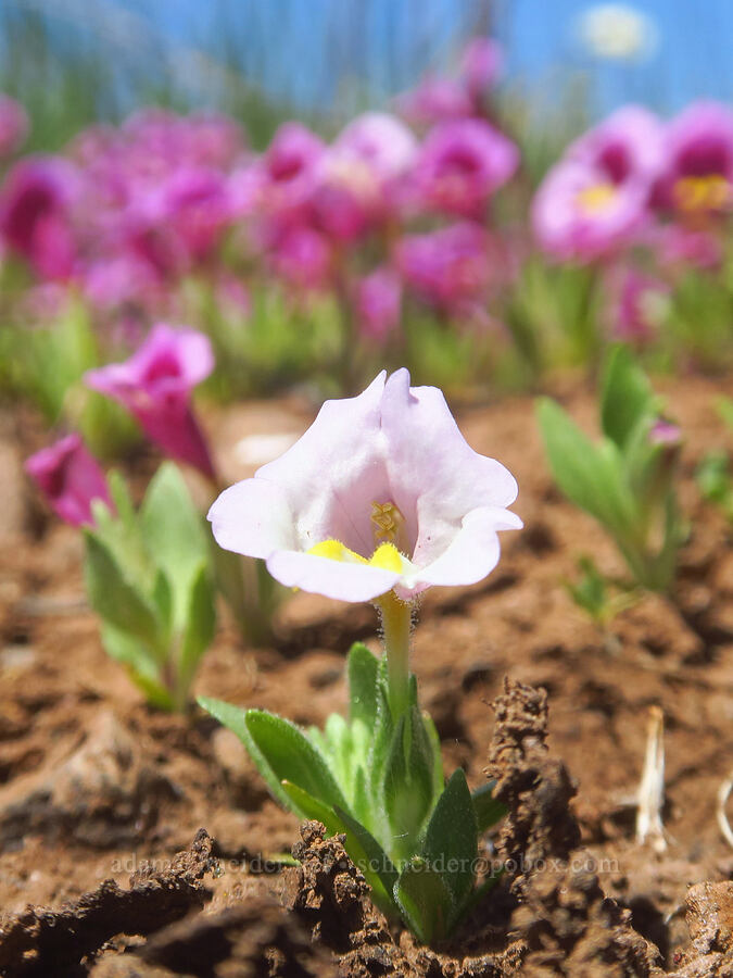 white tri-color monkeyflower (Diplacus tricolor (Mimulus tricolor)) [Manton Road, Tehama County, California]