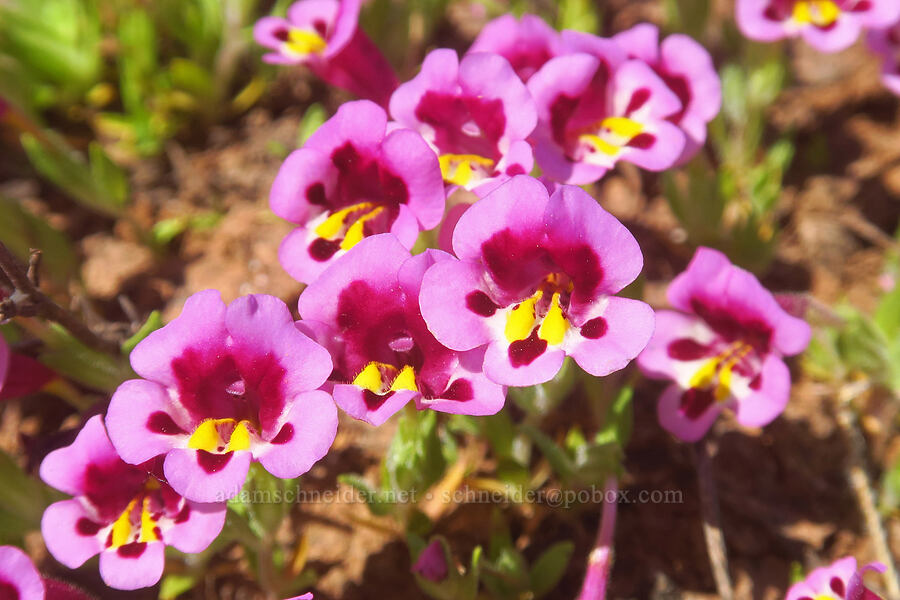 tri-color monkeyflower (Diplacus tricolor (Mimulus tricolor)) [Manton Road, Tehama County, California]