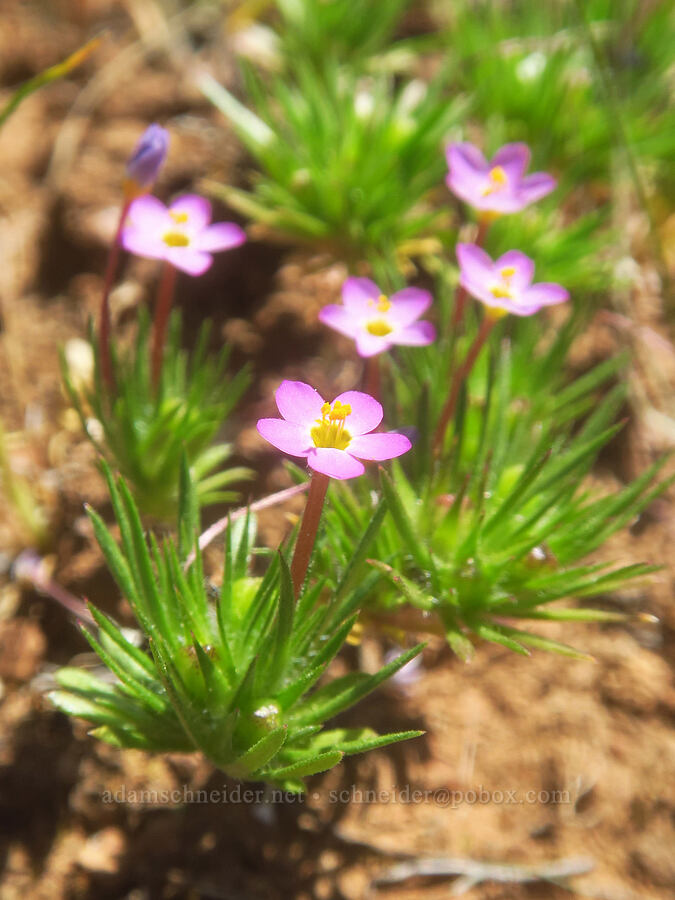 baby stars (Leptosiphon bicolor (Linanthus bicolor)) [near Hog Lake, Tehama County, California]