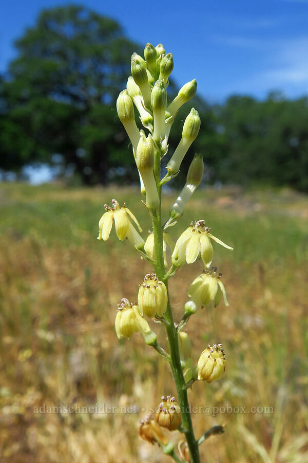 Hartweg's doll's-lily (Odontostomum hartwegii) [Hog Lake Plateau, Tehama County, California]