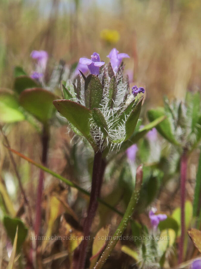 Sacramento mesa-mint (Pogogyne zizyphoroides) [Hog Lake Plateau, Tehama County, California]