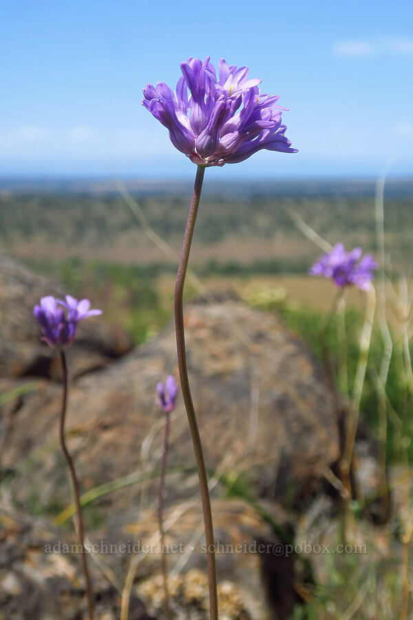 round-tooth ookow (Dichelostemma multiflorum (Brodiaea multiflora)) [Hog Lake Plateau, Tehama County, California]