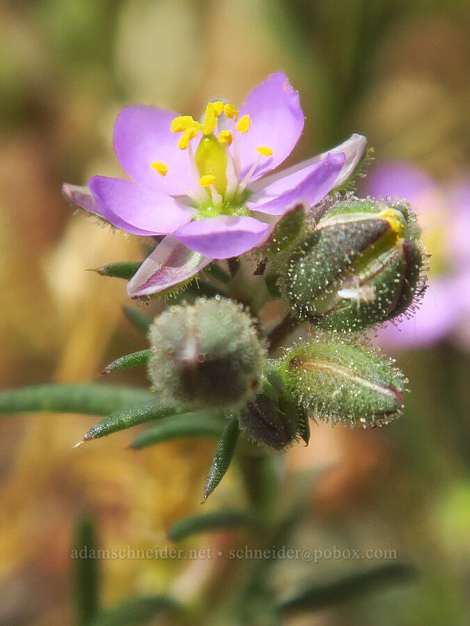 red sand-spurry (Spergularia rubra) [near Hog Lake, Tehama County, California]