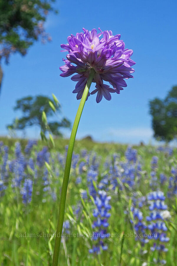 round-tooth ookow (Dichelostemma multiflorum (Brodiaea multiflora)) [Highway 36, Tehama County, California]