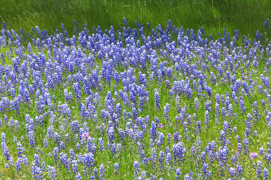 sky lupines (Lupinus nanus) [Highway 36, Tehama County, California]