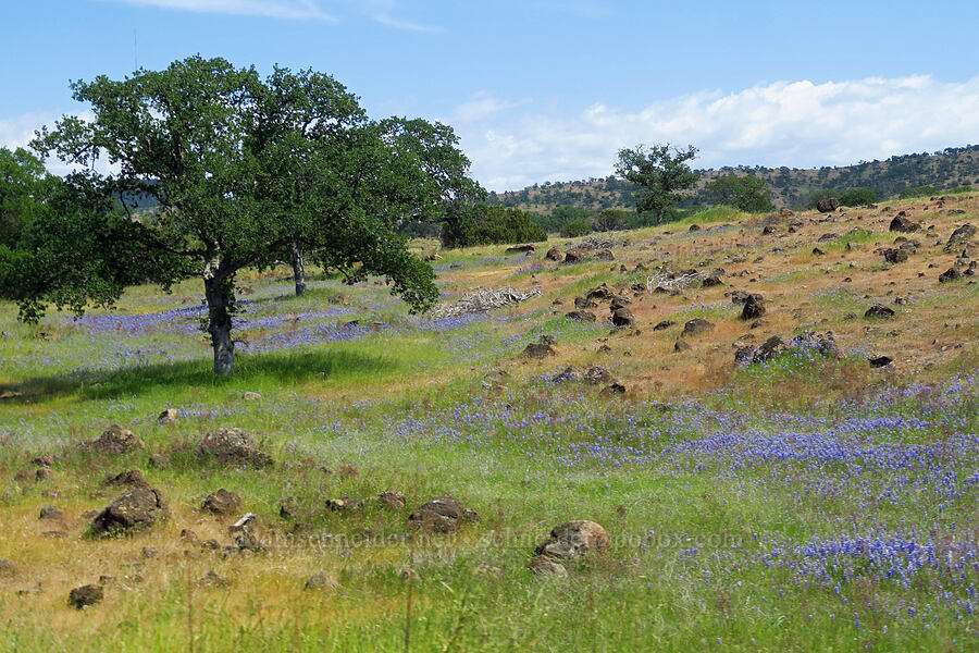 miniature lupines (Lupinus bicolor (Lupinus micranthus var. bicolor)) [Highway 36, Tehama County, California]