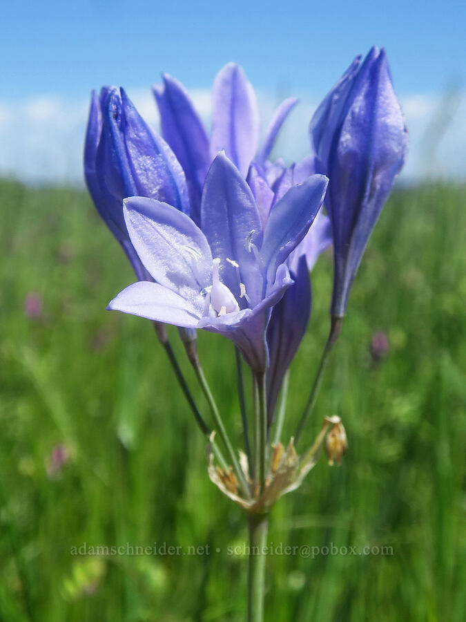 Ithuriel's spear (Triteleia laxa (Brodiaea laxa)) [Sacramento River Bend Outstanding Natural Area, Tehama County, California]