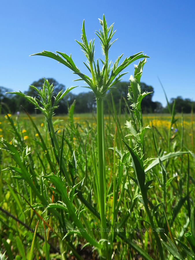 Great Valley coyote-thistle leaves (Eryngium castrense) [Sacramento River Bend Outstanding Natural Area, Tehama County, California]