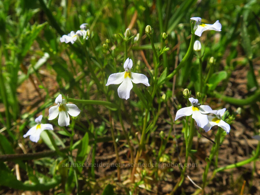 toothed calico-flower (Downingia cuspidata) [Sacramento River Bend Outstanding Natural Area, Tehama County, California]