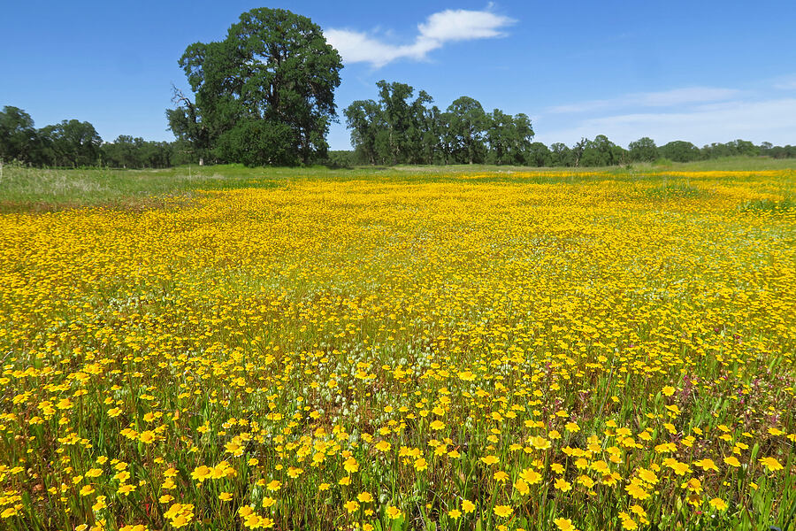 goldfields (Lasthenia sp.) [Sacramento River Bend Outstanding Natural Area, Tehama County, California]