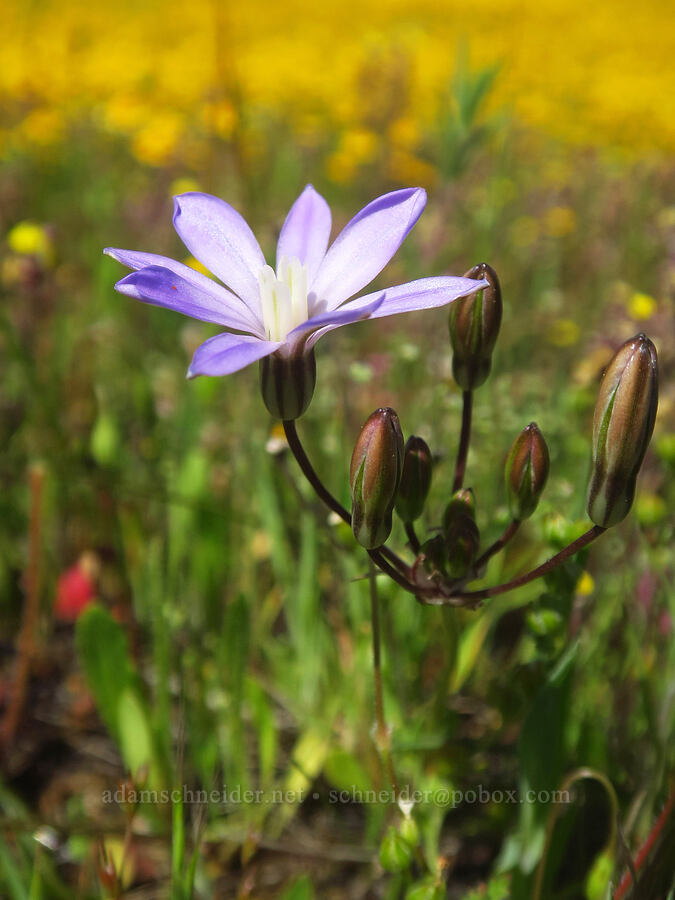 vernal pool brodiaea with 8 petals (Brodiaea nana) [Sacramento River Bend Outstanding Natural Area, Tehama County, California]