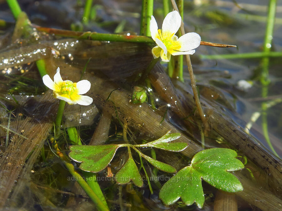 white water buttercups (Ranunculus aquatilis var. aquatilis) [Sacramento River Bend Outstanding Natural Area, Tehama County, California]